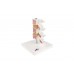 model ludzkiej osteoporozy (3 kręgi z dyskami), zdejmowany na stojaku - 3b smart anatomy - 1000153 [a78] 3b scientific modele anatomiczne 4